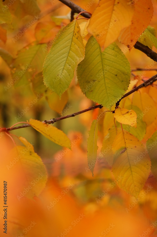Close up photo of colorful autumn foliage