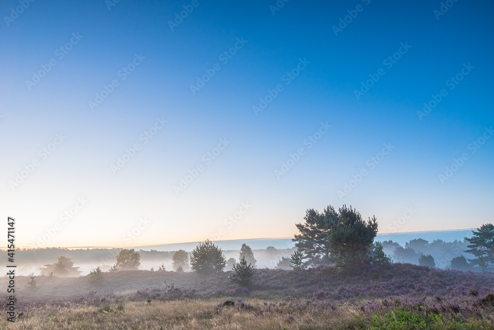Fototapeta premium Lüneburger Heide