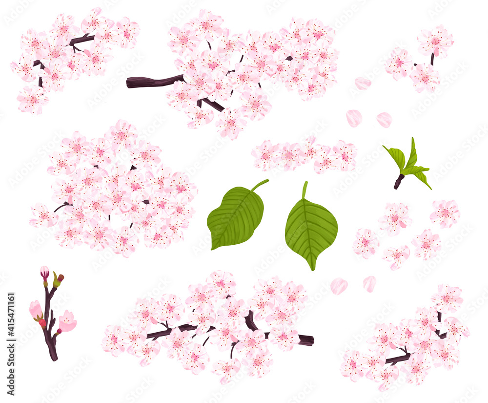 桜の枝 花 蕾 葉 花びらのセットイラスト素材 Stock Illustration Adobe Stock