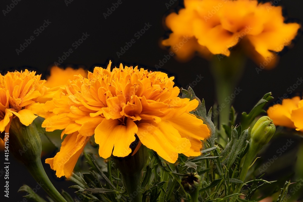 Fototapeta premium macro photography of natural flowers with great details captured with the macro lens