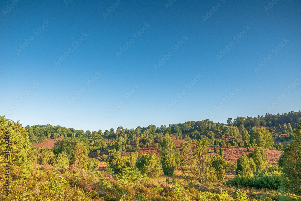 Fototapeta premium Lüneburger Heide