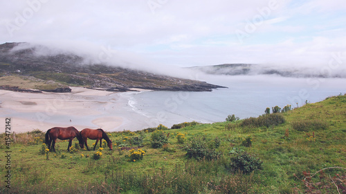 Horses at Barley Cove Beach, West Cork, Ireland