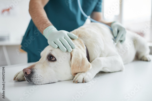Portrait of big white dog lying on examination table in clinic with unrecognizable veterinarian listening to heartbeat via stethoscope, copy space © Seventyfour