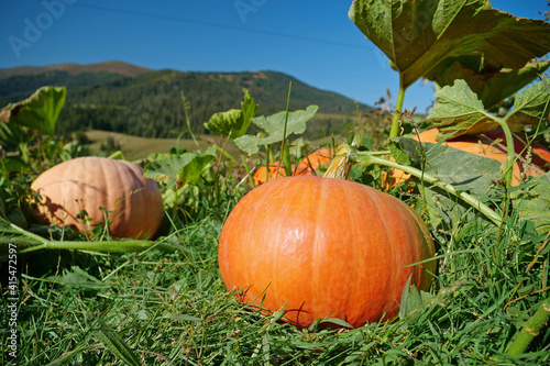 Photography Big orange pumpkins grows in garden