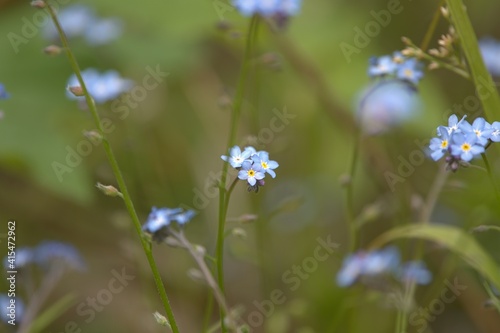 small blue inflorescence flowers on the meadow