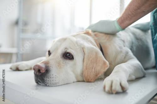Close up of white Labrador dog lying on examination table in vet clinic, copy space