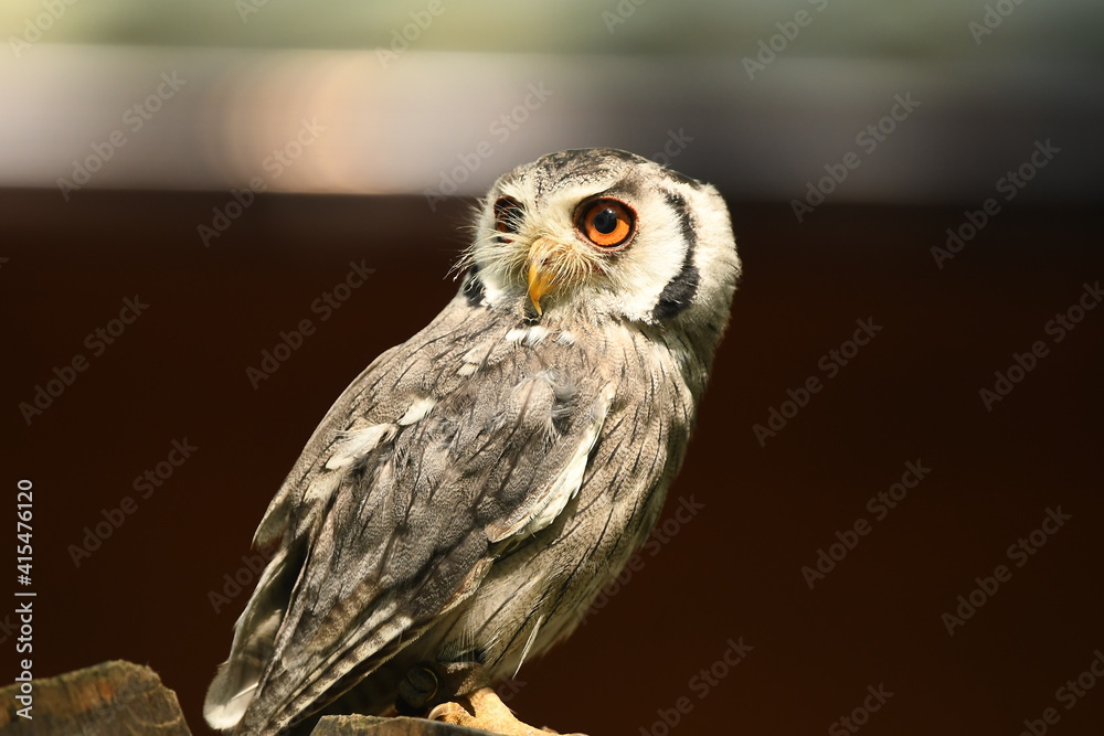 Szlarogłówka północna(Ptilopsis Leucotis) sowa wParku Leśnych niespodzianek Szlarogłówka północna(Ptilopsis Leucotis) sowa wParku Leśnych niespodzianek