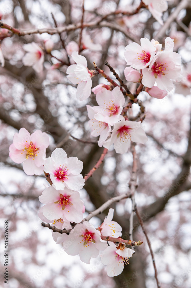 Almond blossom leaves in spring Almond blossom leaves in spring