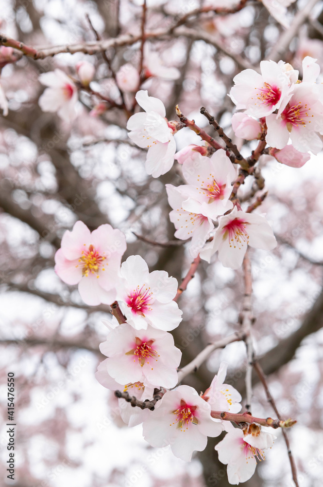Almond blossom leaves in spring Almond blossom leaves in spring