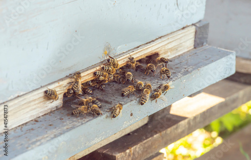 Honey bees at coming and going at the hive