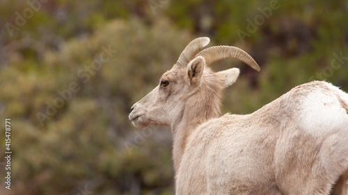 A close up portrait of a desert bighorn sheep with soft focus greenery in the background. 