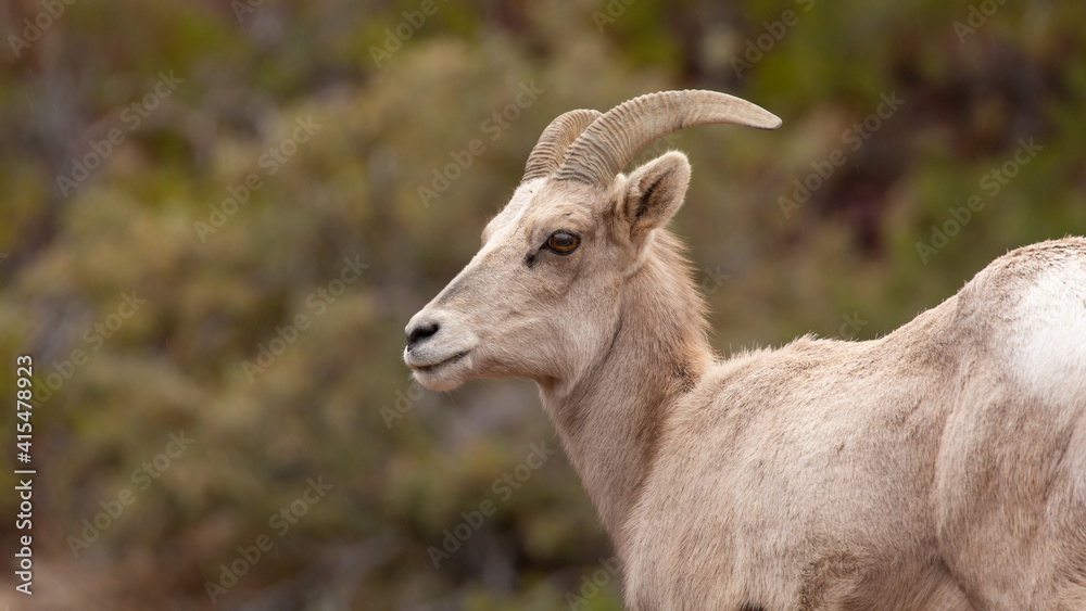 A portrait of a desert bighorn sheep ewe looking back over her shoulder with out of focus greenery in the background. A portrait of a desert bighorn sheep ewe looking back over her shoulder with out of focus greenery in the background.