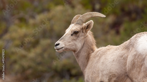 A portrait of a desert bighorn sheep ewe looking back over her shoulder with out of focus greenery in the background.