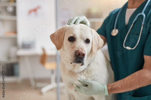 Cropped portrait of male veterinarian stroking white Labrador dog at vet clinic, copy space photo