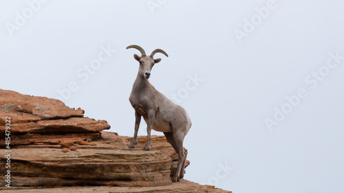 Εκτύπωση καμβά A desert bighorn sheep ewe stands with her front legs up on a higher ridge of rock to get a better look at the area below her