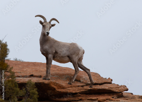 A desert bighorn sheep ewe stands on top of a sandstone ridge watching all below her.