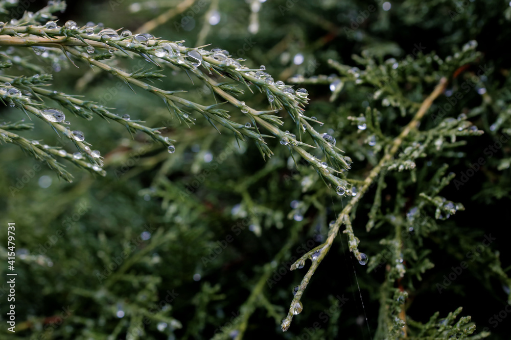 Dew drops on a cloudy afternoon on the pine leaves of a pine tree