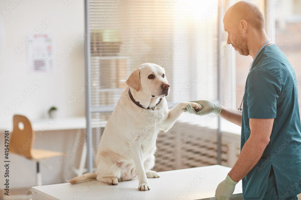 Full length portrait of white Labrador dog giving paw to veterinarian at vet clinic lit by sunlight, copy space