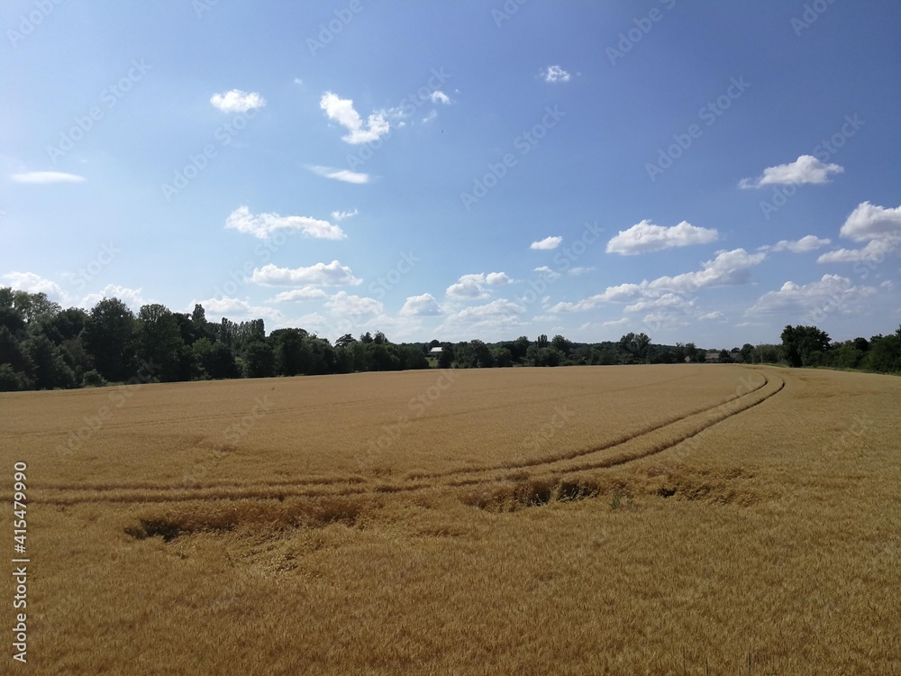 Wheat field in Burgundy's countryside, France - July 2019