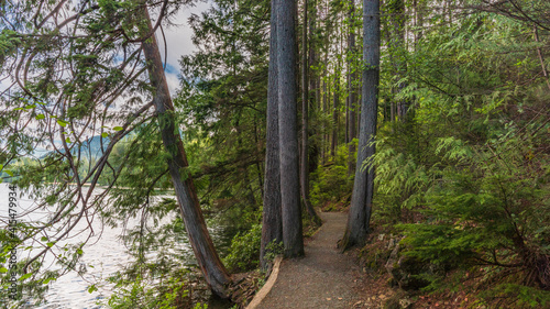 Tall trees lining lakeside forest trail in British Columbia  Canada