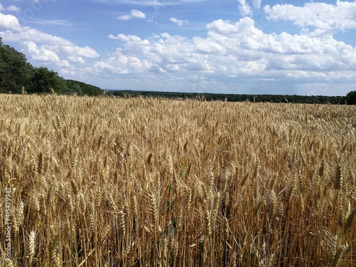 Wheat field in Burgundy s countryside  France - July 2019