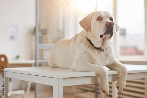 Full length portrait of white Labrador dog lying on examination table at vet clinic lit by sunlight, copy space