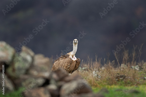 Griffon vultures near the carcass. Flock of vultures in Madzharovo Rhodope mountains. Birds watching in the Bulgaria nature. 