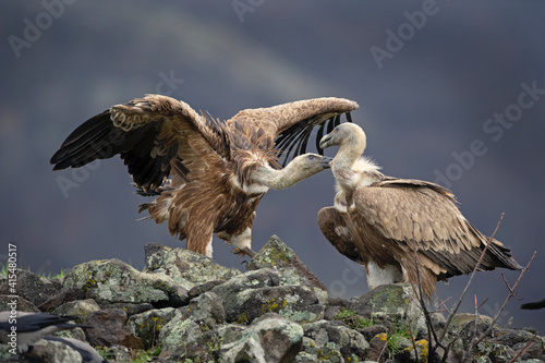 Griffon vultures near the carcass. Flock of vultures in Madzharovo Rhodope mountains. Birds watching in the Bulgaria nature. 