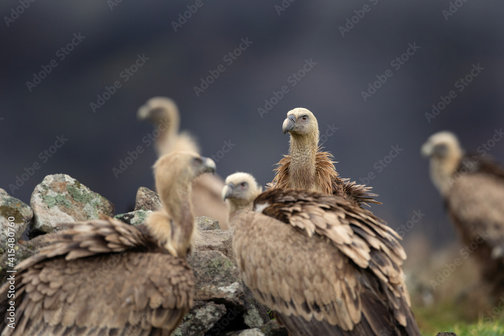 Griffon vultures near the carcass. Flock of vultures in Madzharovo Rhodope mountains. Birds watching in the Bulgaria nature. Griffon vultures near the carcass. Flock of vultures in Madzharovo Rhodope mountains. Birds watching in the Bulgaria nature.