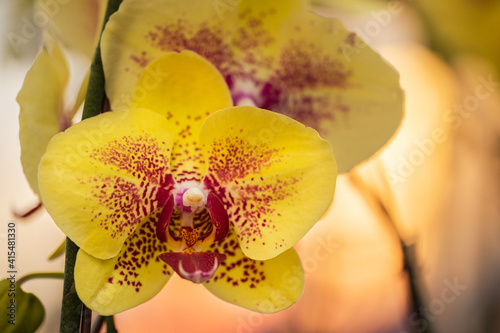 Yellow Moth orchids or Phalaenopsis closeup with multicolor center