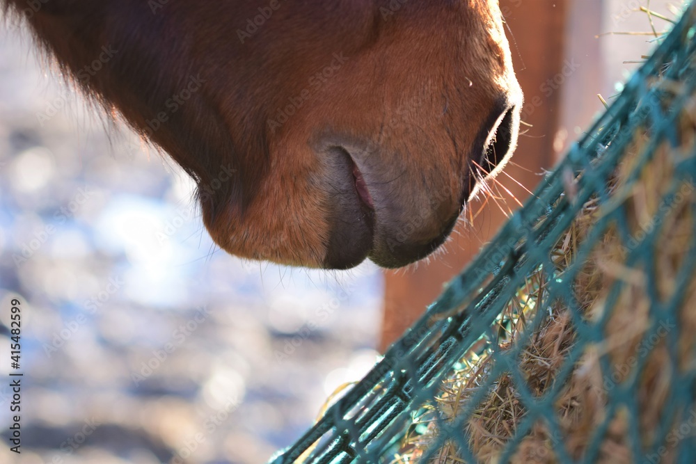 Close up the mouth of a brown horse near hay under a green hay net