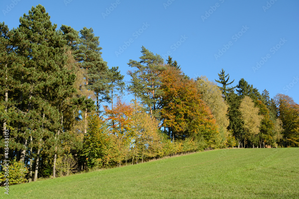 Forest Edge Of A Mixed Forest On A Sunny Autumn Day