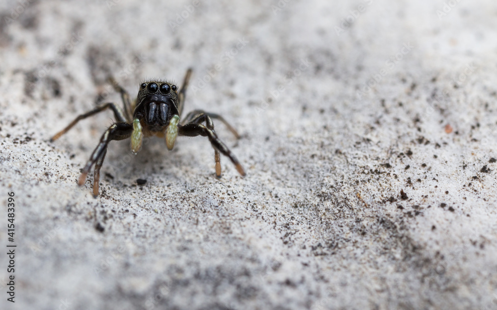 Heliophanus aeneus Heliophanus aeneus