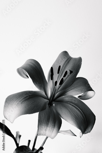 lilium against white backgroud lily black and white