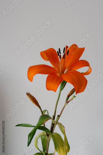 Orange lilium against white backgroud lily