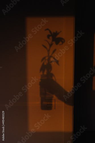 lily sunset shadow hand holding vase