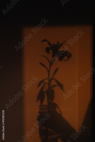 lily sunset shadow