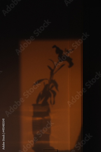 lily sunset shadow