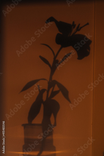 lily sunset shadow