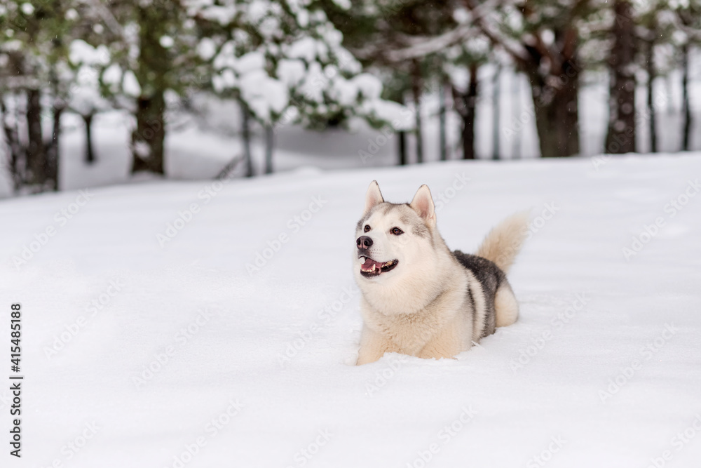 Winter photos of the dog. Husky.