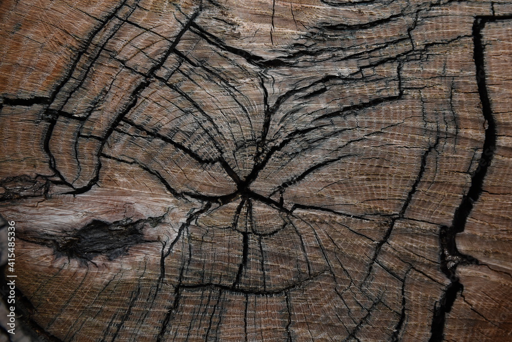 Fototapeta premium Old tree cross section