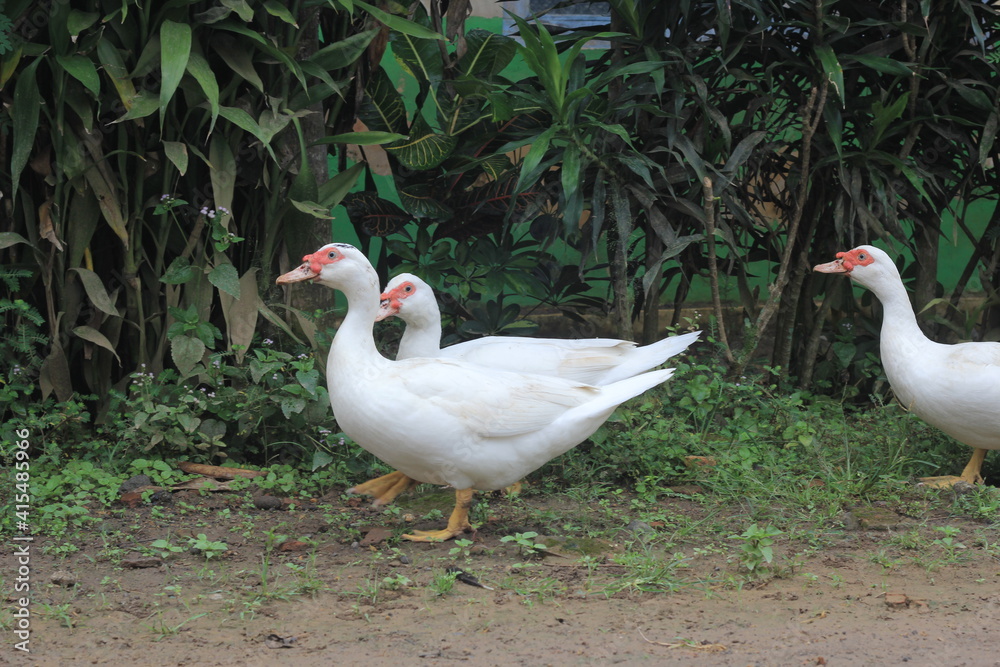 A group of ducks with white feathers foraging in the yard. A group of ducks with white feathers foraging in the yard.