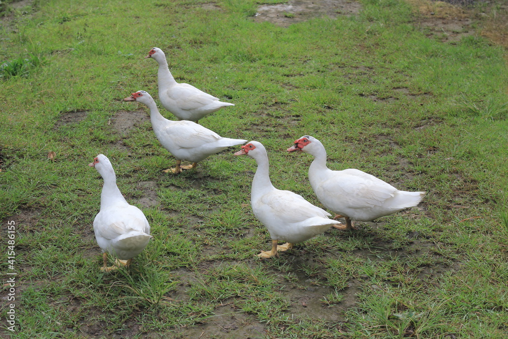 A group of ducks with white feathers foraging in the yard. A group of ducks with white feathers foraging in the yard.