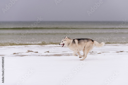 Winter photos of the dog. Husky.