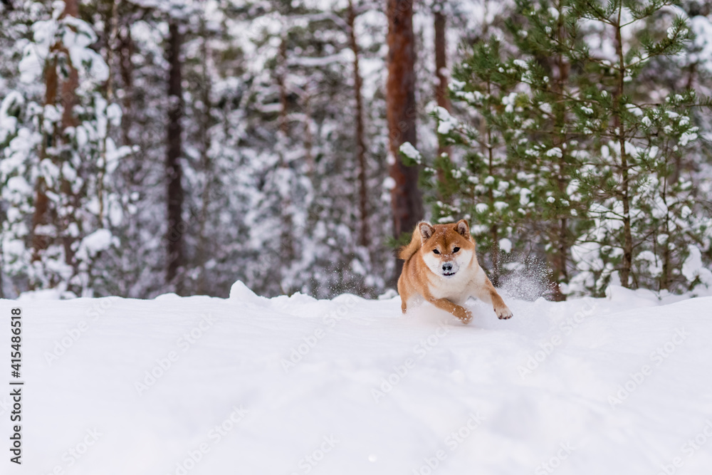 Winter photos of the dog. Shiba Inu. Winter photos of the dog. Shiba Inu.