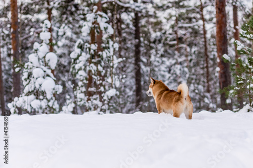 Winter photos of the dog. Shiba Inu.