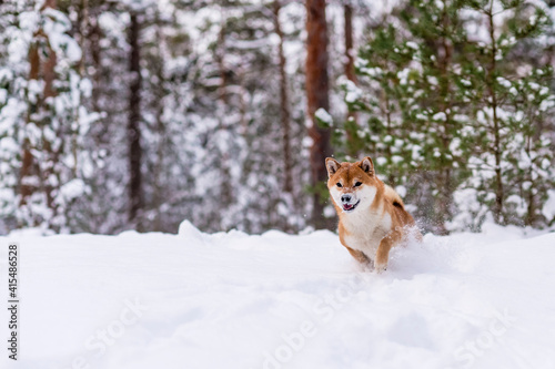 Winter photos of the dog. Shiba Inu.