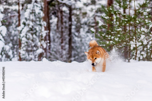 Fototapeta Naklejka Na Ścianę i Meble -  Winter photos of the dog. Shiba Inu.