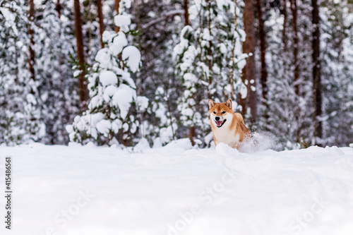 Winter photos of the dog. Shiba Inu. © Aleksandr