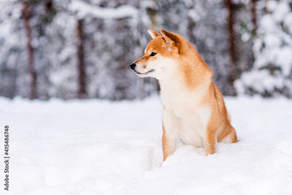 Winter photos of the dog. Shiba Inu.